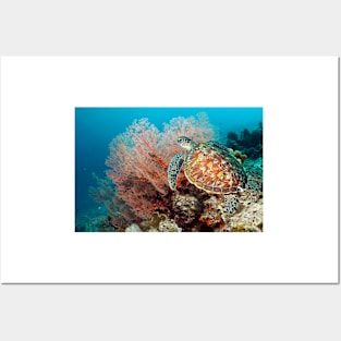 Green sea turtle and gorgonian (C021/6468) Posters and Art